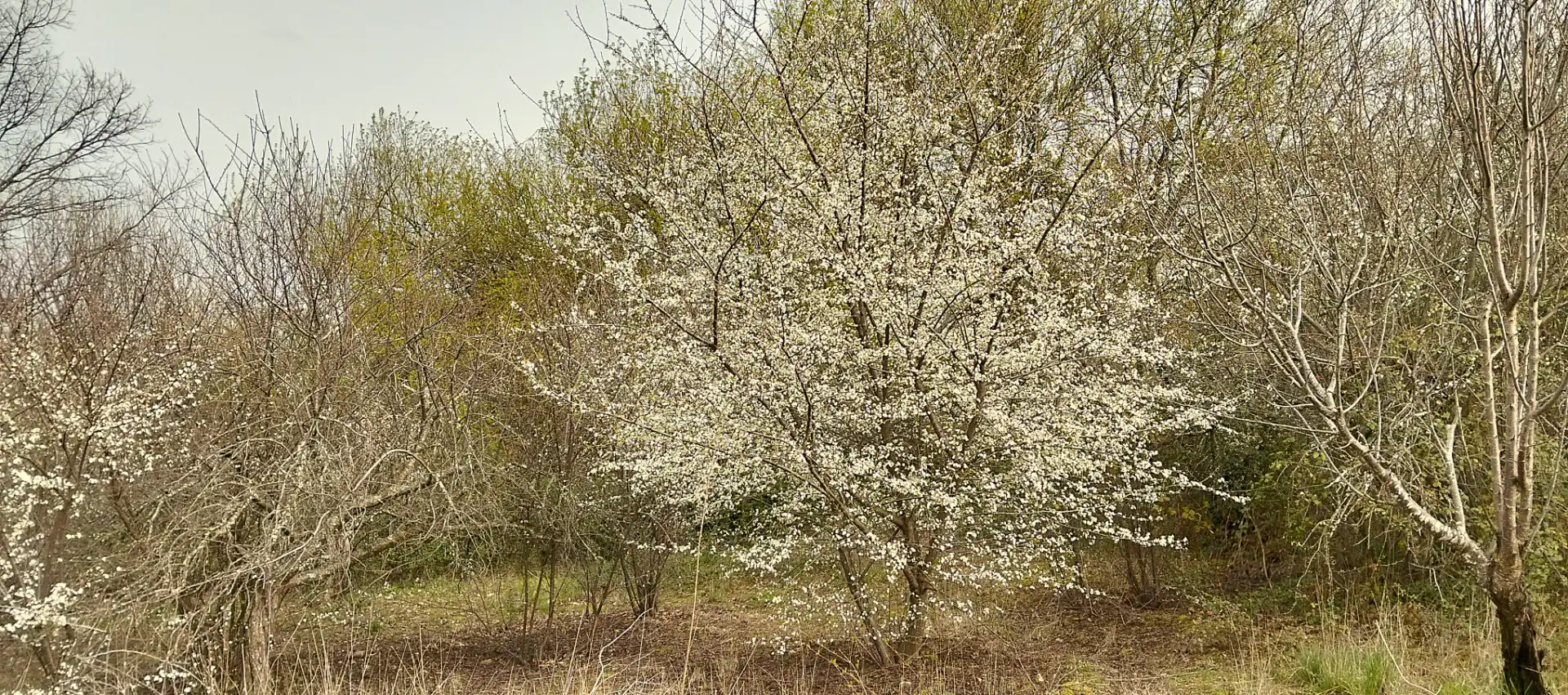 Terreno en venta en Collado de la Vera