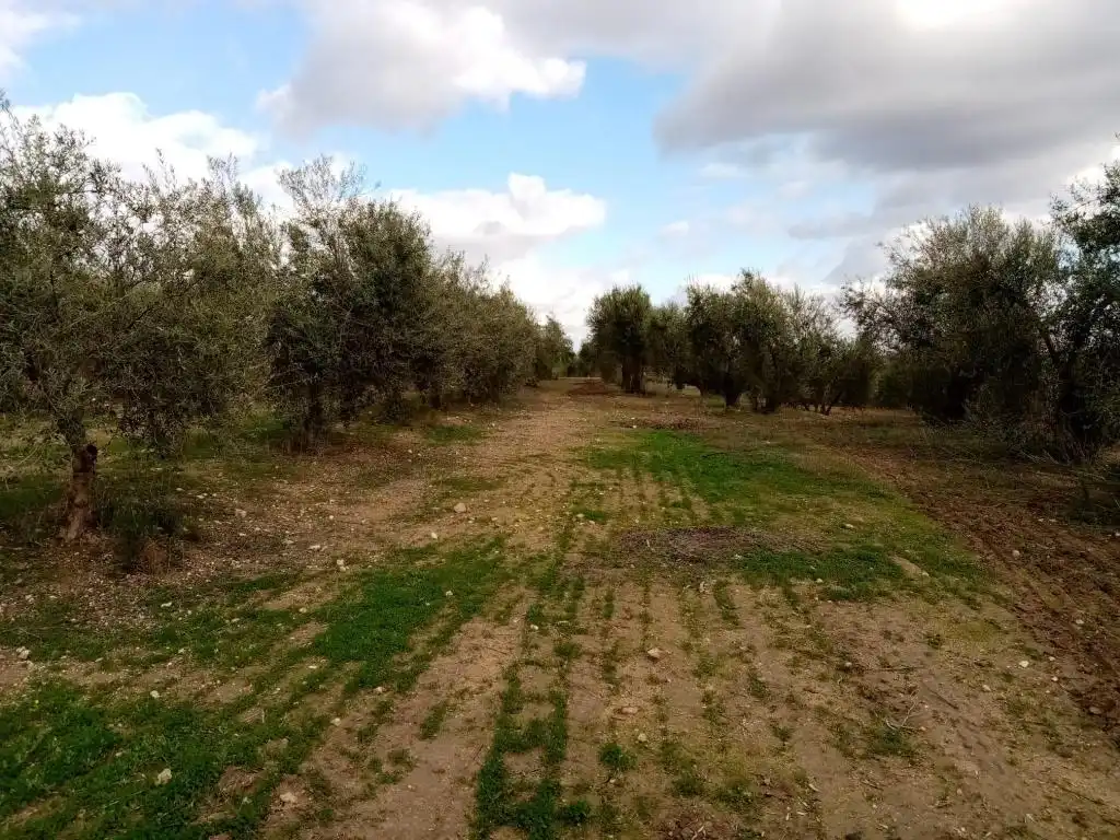 Rural land for sale in Arahal, imagen 5