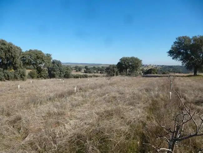 Rural land for sale in Paredes de Escalona, imagen 2