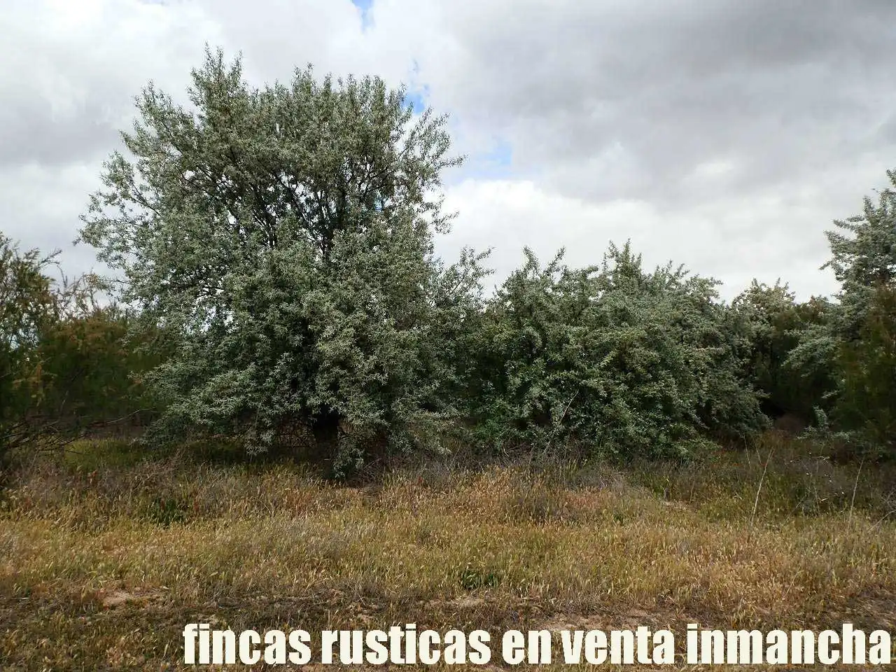 Terreny rústic en venda a Alcázar de San Juan, imagen 9