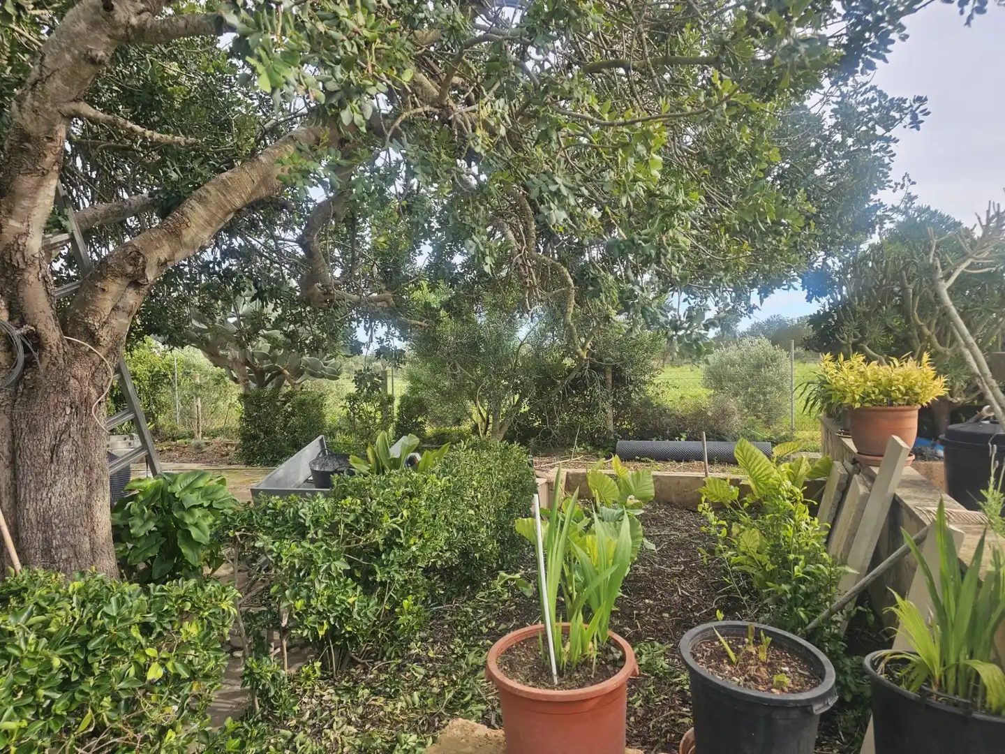 Maison rustique avec piscine à vendre à Llucmajor pueblo, imagen 49