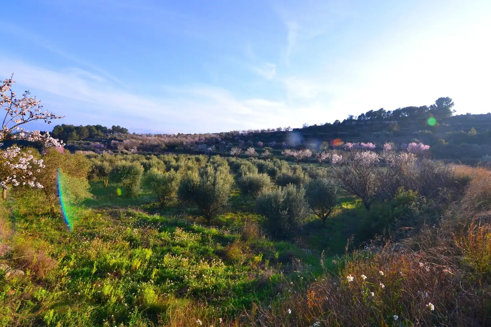Rural land for sale in Corbera d'Ebre, imagen 4