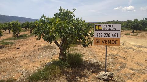 MAGNIFICO TERRENO CON NARANJOS EN PLENA PRODUCCION EN ANNA, immagine 3
