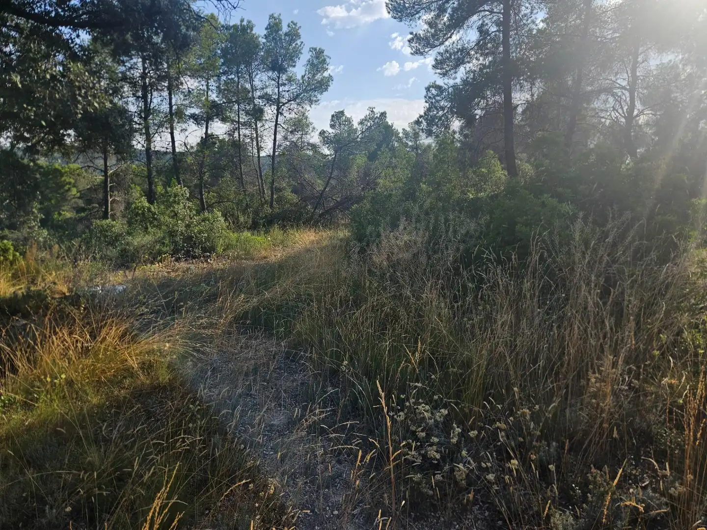 Land for sale in La Pobla de Cérvoles
