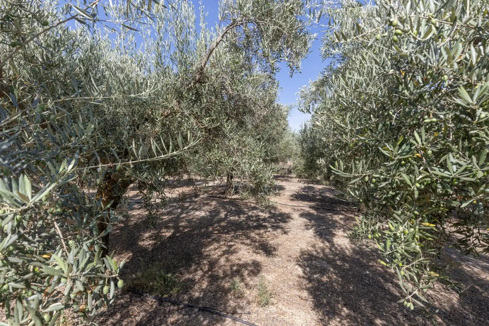 Lands and plots for sale in DISEMINADOS 0, imagen 20