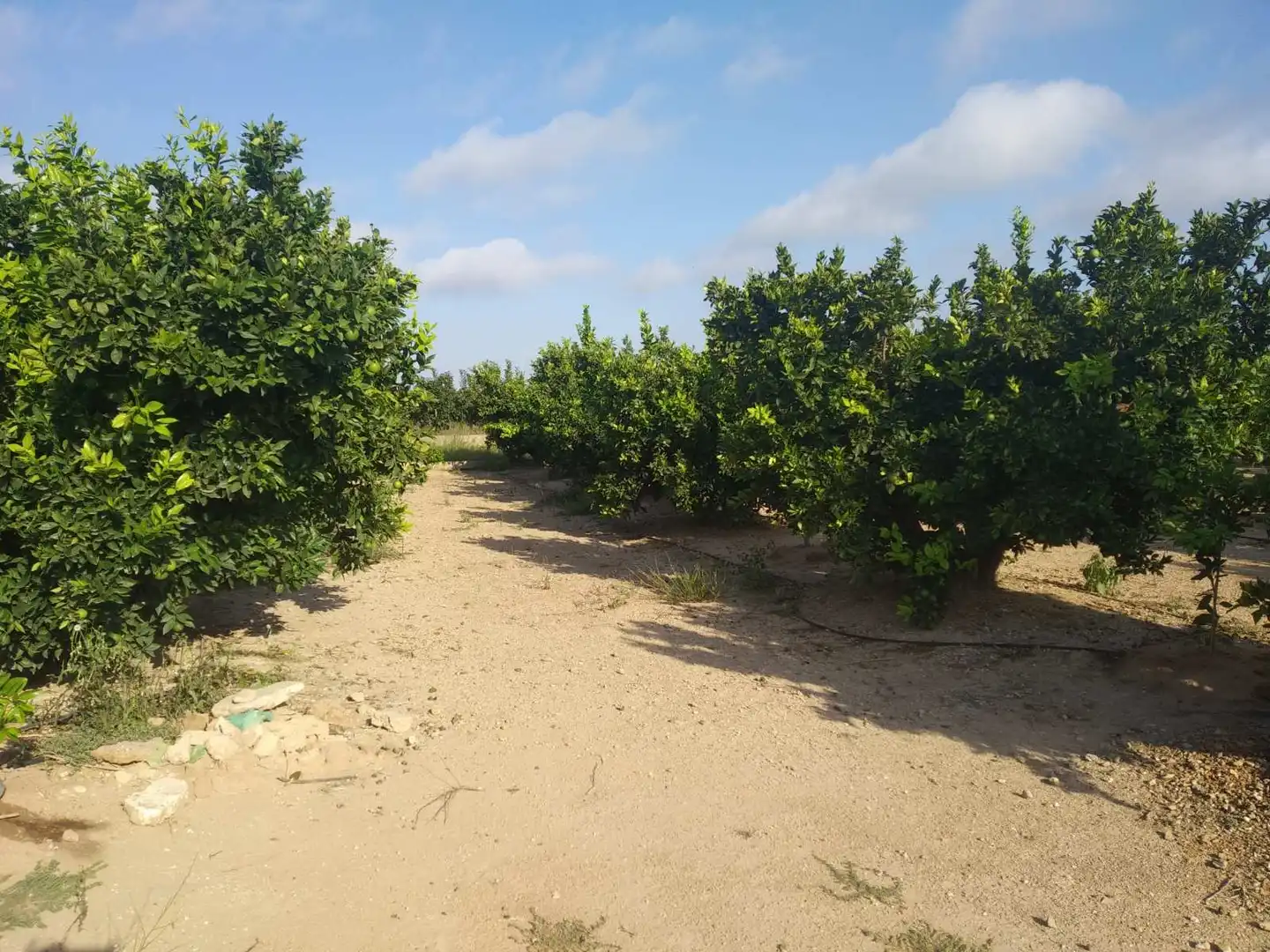 Lands and plots for sale in Favara, imagen 6