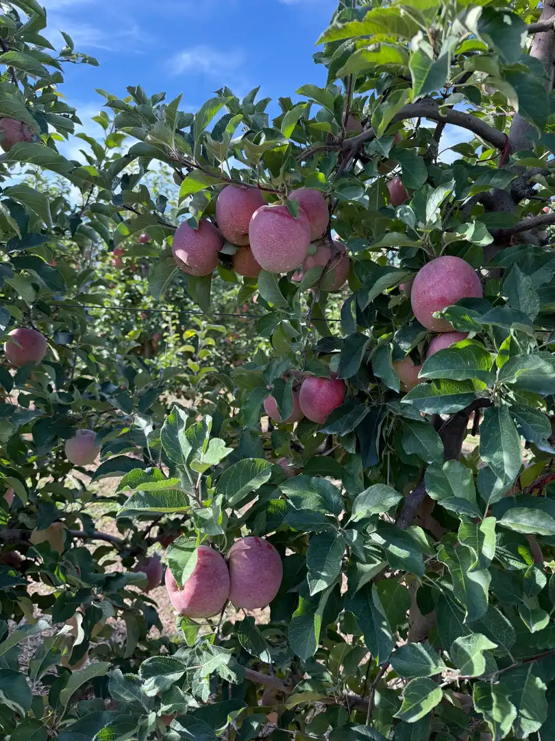 Garten von Grundstücke zum Verkauf in Corella