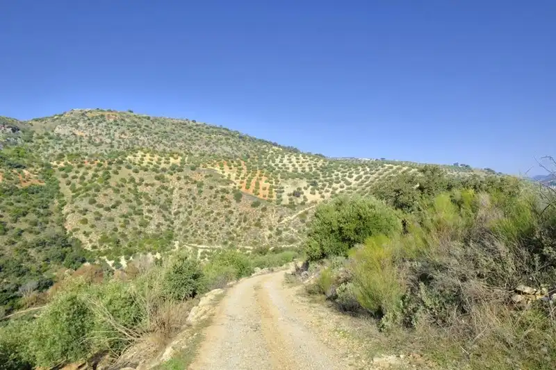 Terreno rústico en venta en Algarinejo, imagen 13