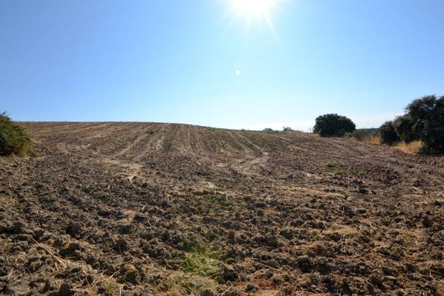 Terreno en Venta en Camino Sacedón en Brunete