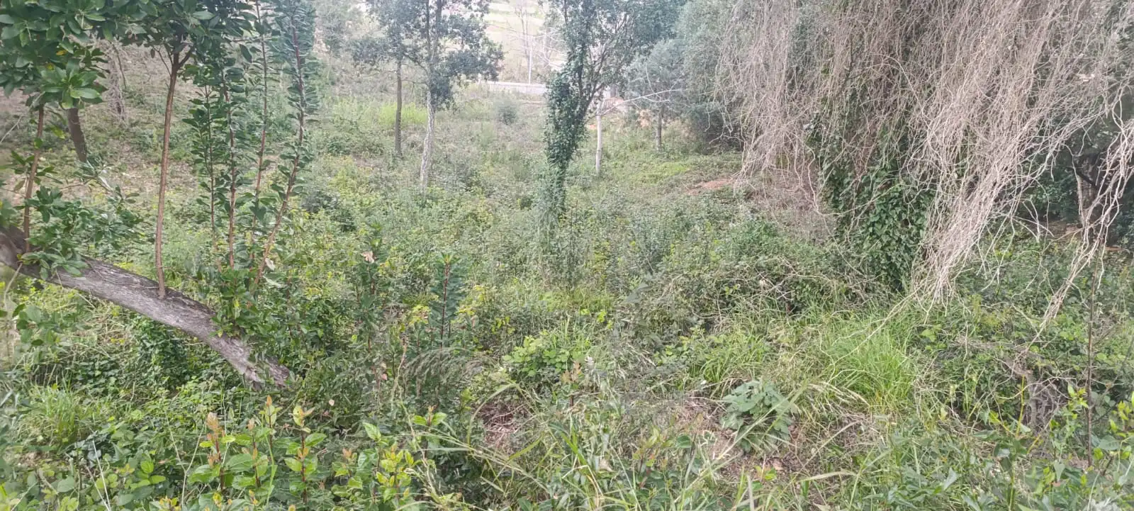 Terreno residencial en venta en Riudarenes, imagen 5