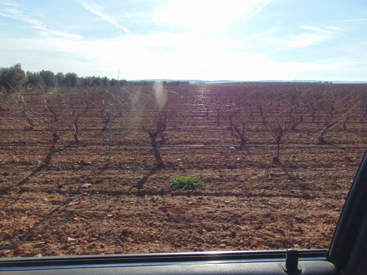 Rural land for sale in Valdepeñas, imagen 34