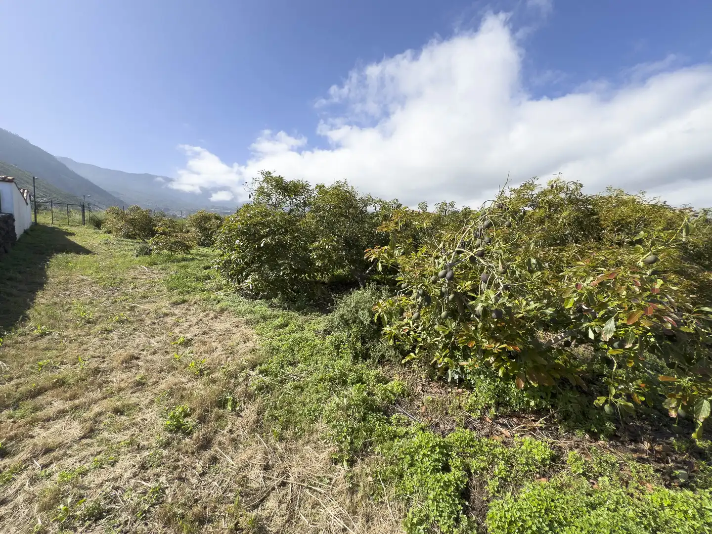 Land for sale in La Orotava