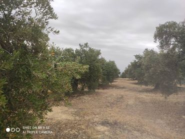 Terreno rustico in vendita a Calle TERMINO DE LUQUE
