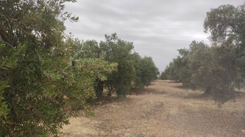 OLIVAR DE 5,5 FANEGAS