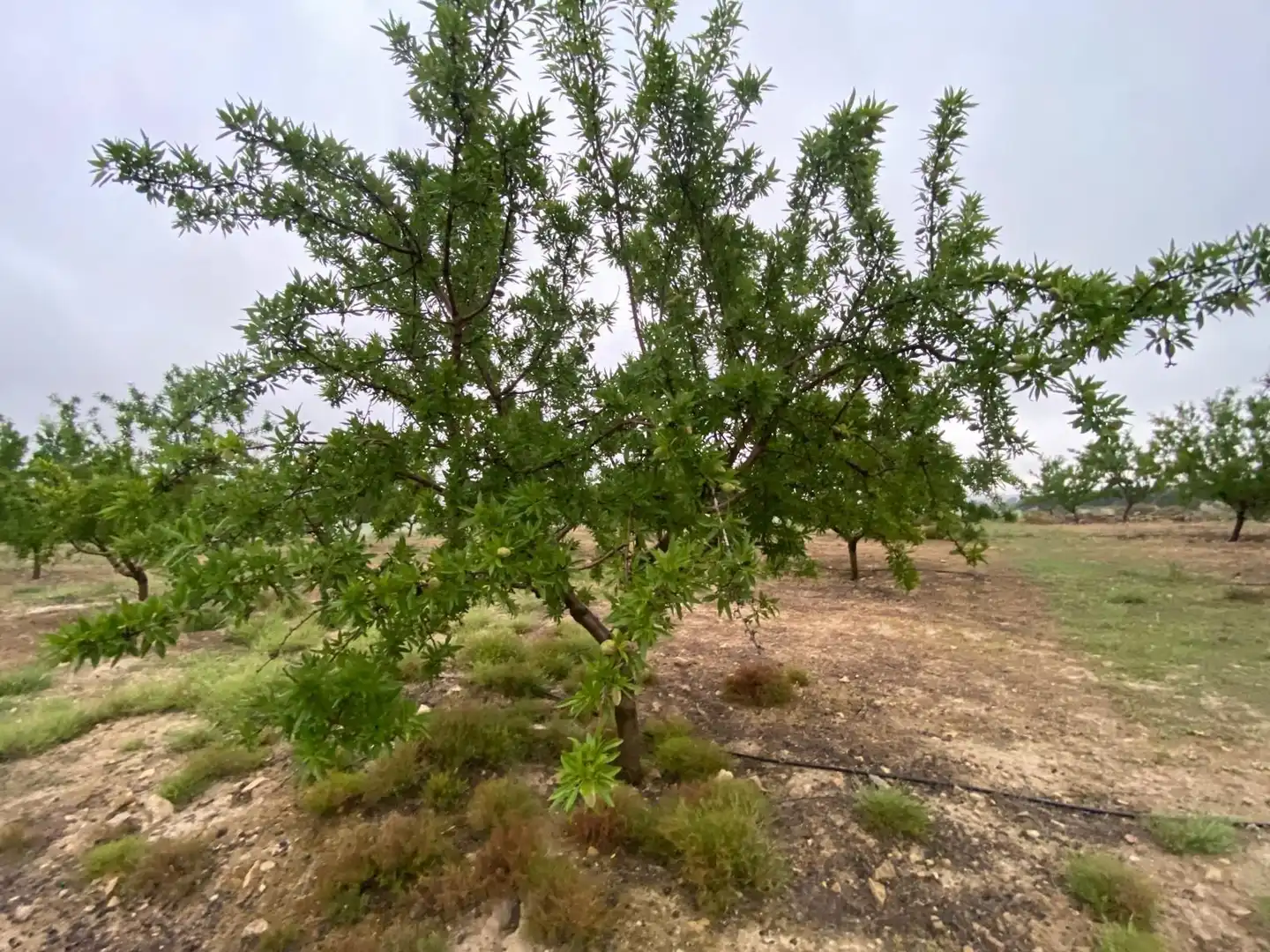 Terreni e lotti in vendita a Guadahortuna, imagen 4