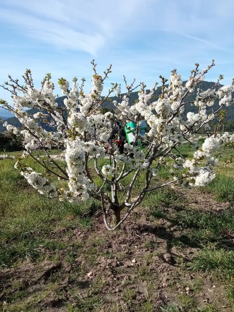 Garten von Residential zum Verkauf in El Hornillo 