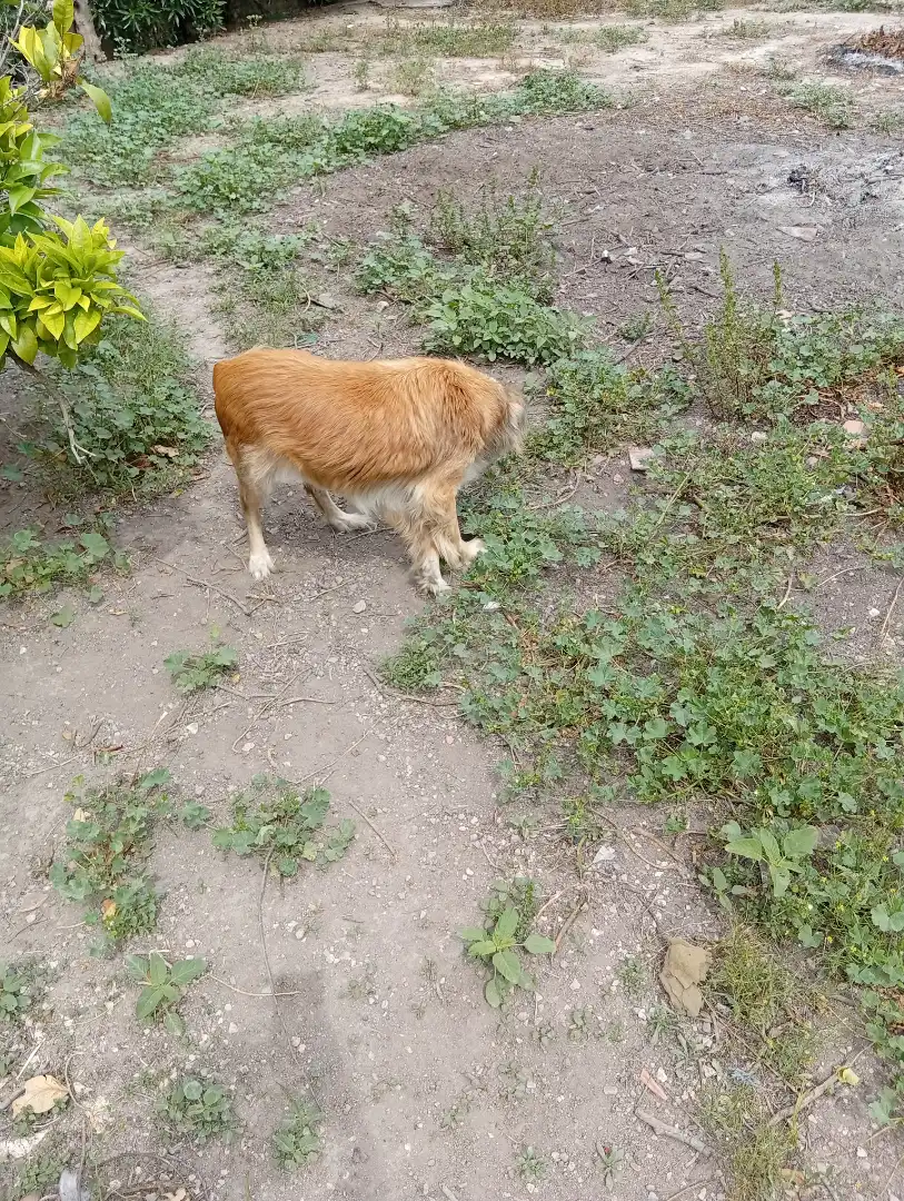 Rural land for sale in La Marina, imagen 4