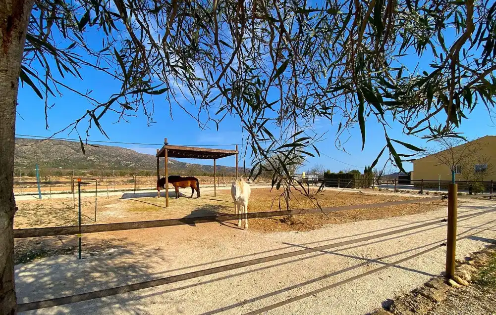 Vista exterior de Casa o chalet en venta en El Pinós / Pinoso