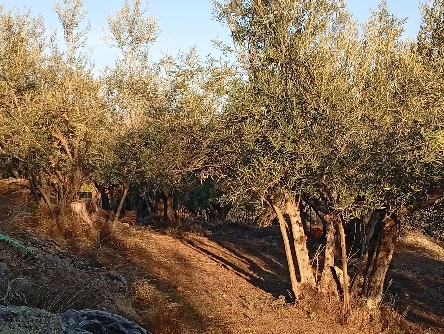 Terreni e lotti in vendita a Villanueva de la Vera, imagen 6
