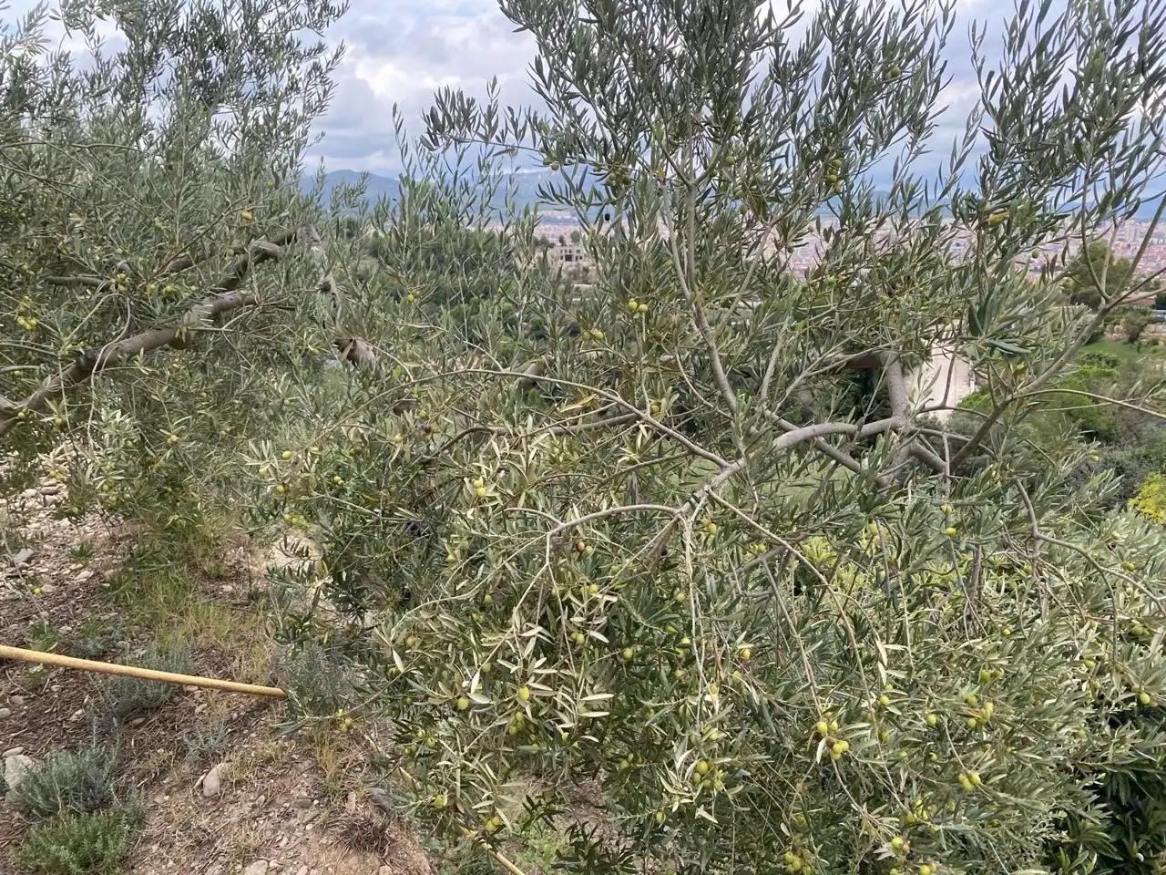 Residencial en venta en Terrassa