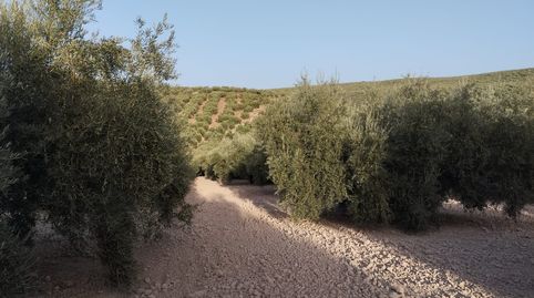 OLIVAR ENTRE CABRA Y EL LLANO DEL ESPINAR, immagine 4