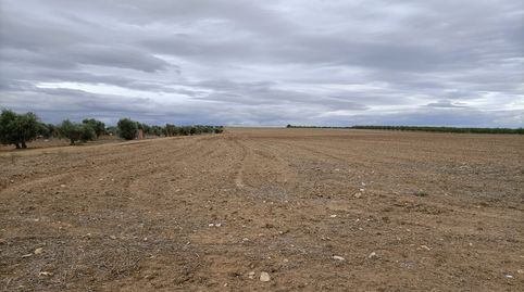 FINCA RUSTICA PARA ALMENDROS O RECREO, immagine 3