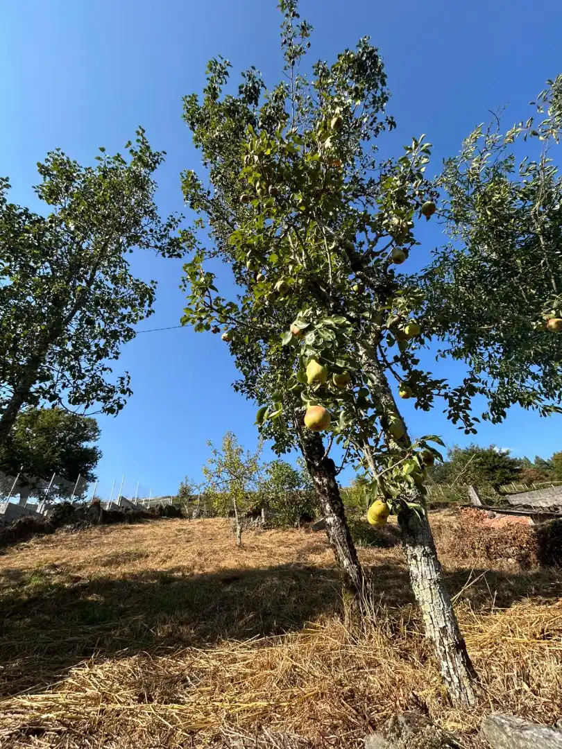Jardín de Casa o chalet en venta en O Irixo con Calefacción, Jardín privado y Trastero