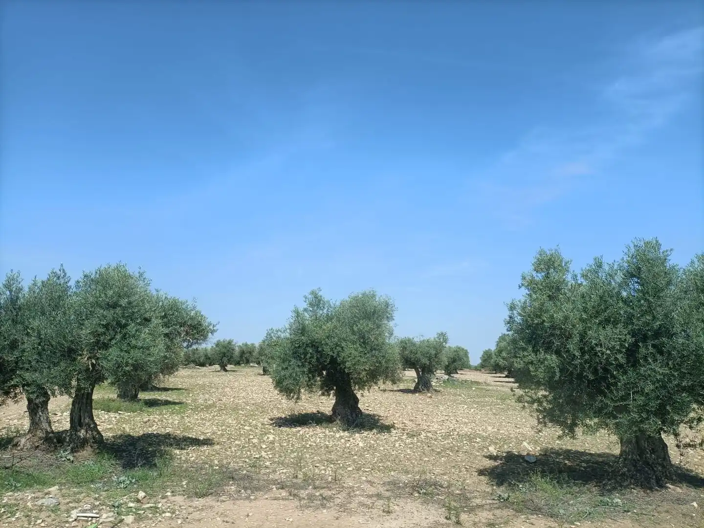 Rural land for sale in Almonacid de Toledo, imagen 3
