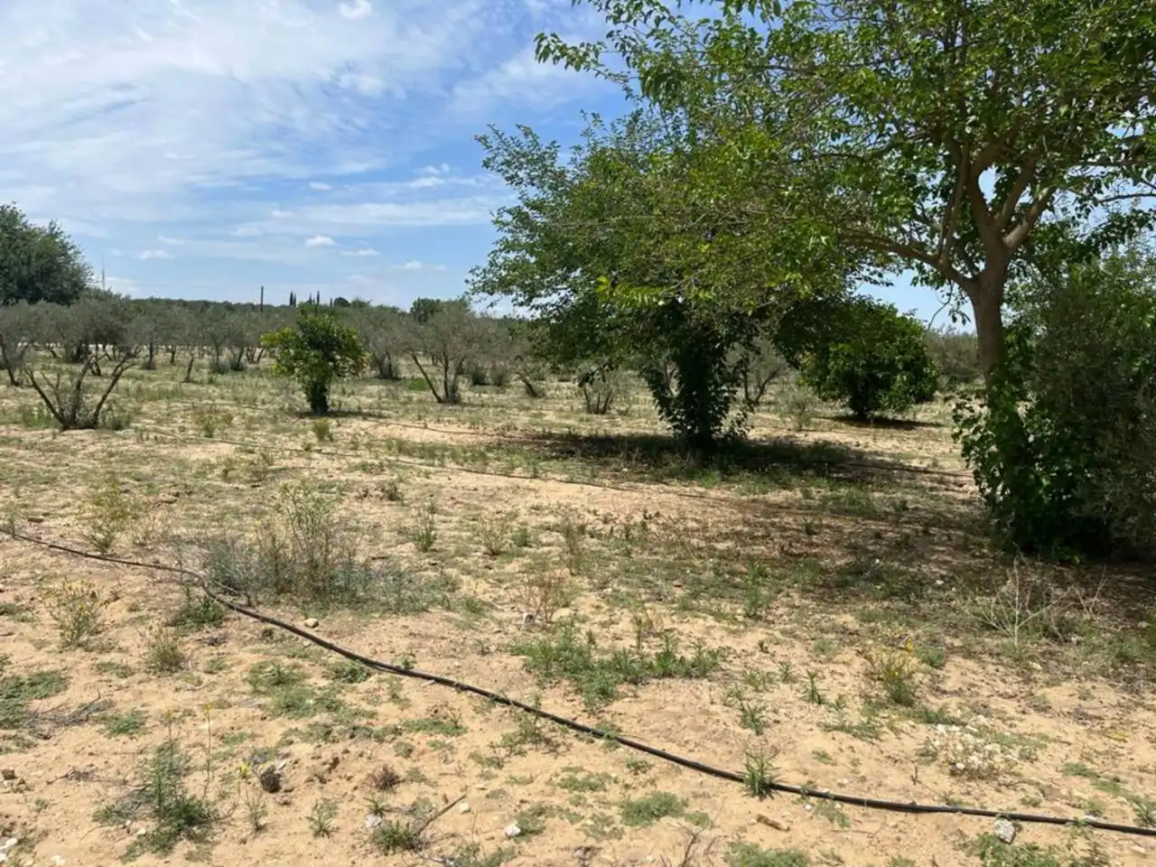 Wohnbaugrundstück zum Verkauf in Morón de la Frontera, imagen 7