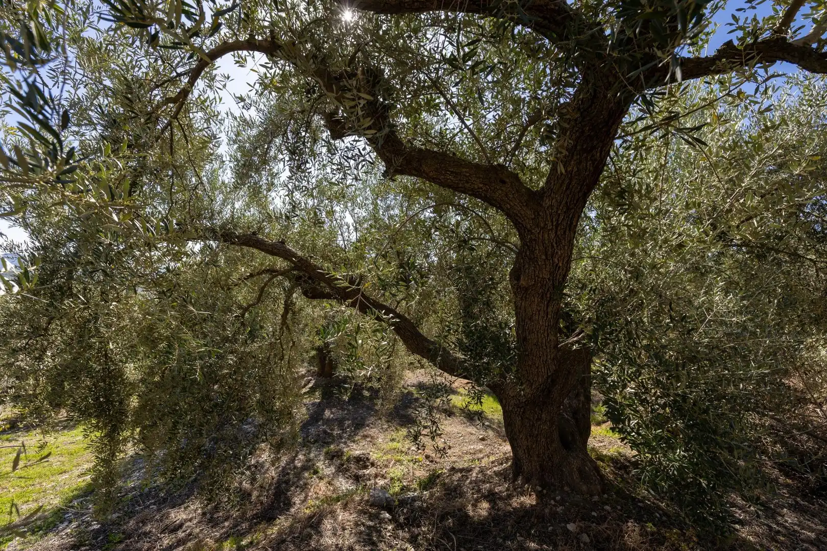 Terreni e lotti in vendita a Dúrcal, imagen 8
