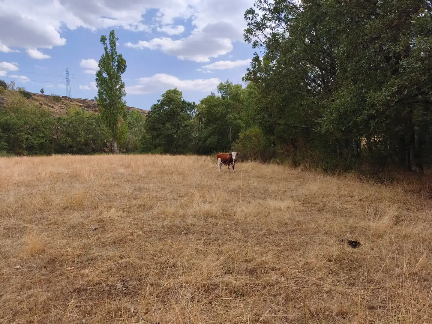 Terreno en venta en Piñuécar-Gandullas
