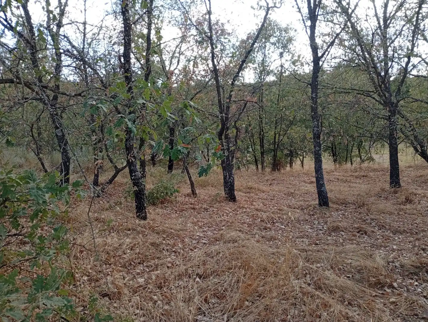 Terreni e lotti in vendita a Villanueva de la Vera, imagen 33
