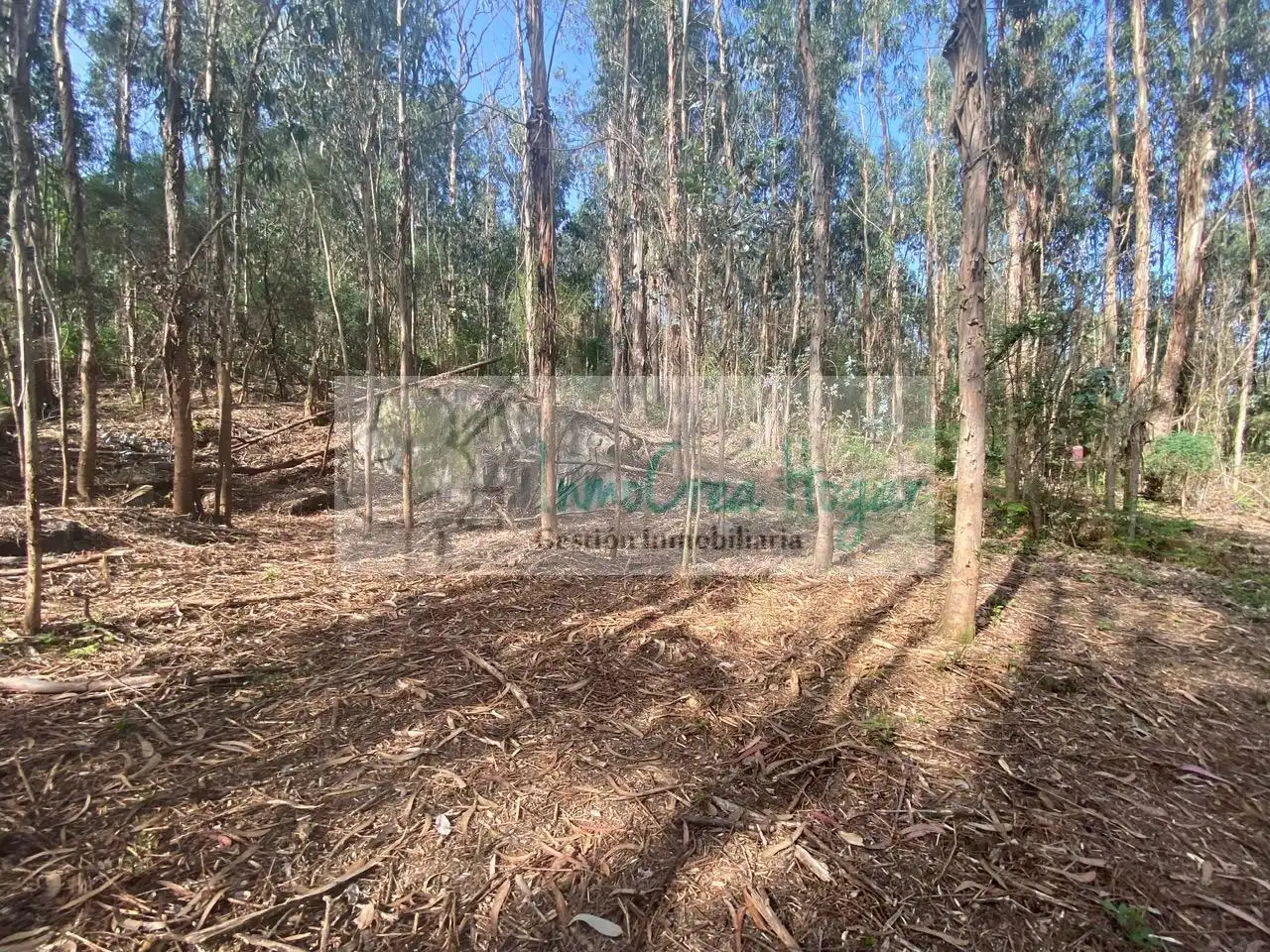 Terreny rústic en venda a Salvaterra de Miño, imagen 13