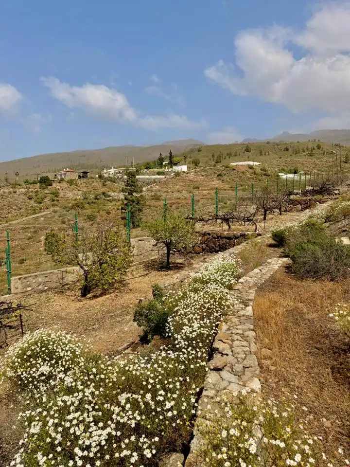 Finca rústica en venda en Adeje amb Jardí privat i Terrassa