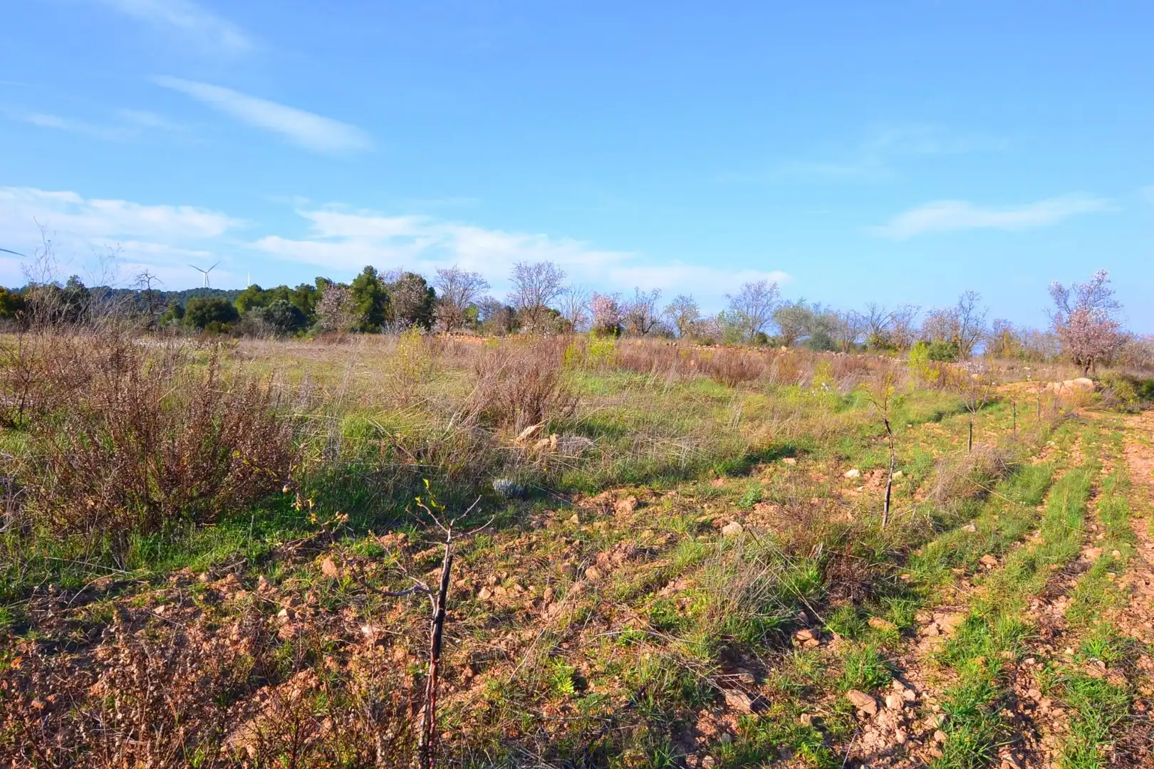 Rural land for sale in Gandesa, imagen 50