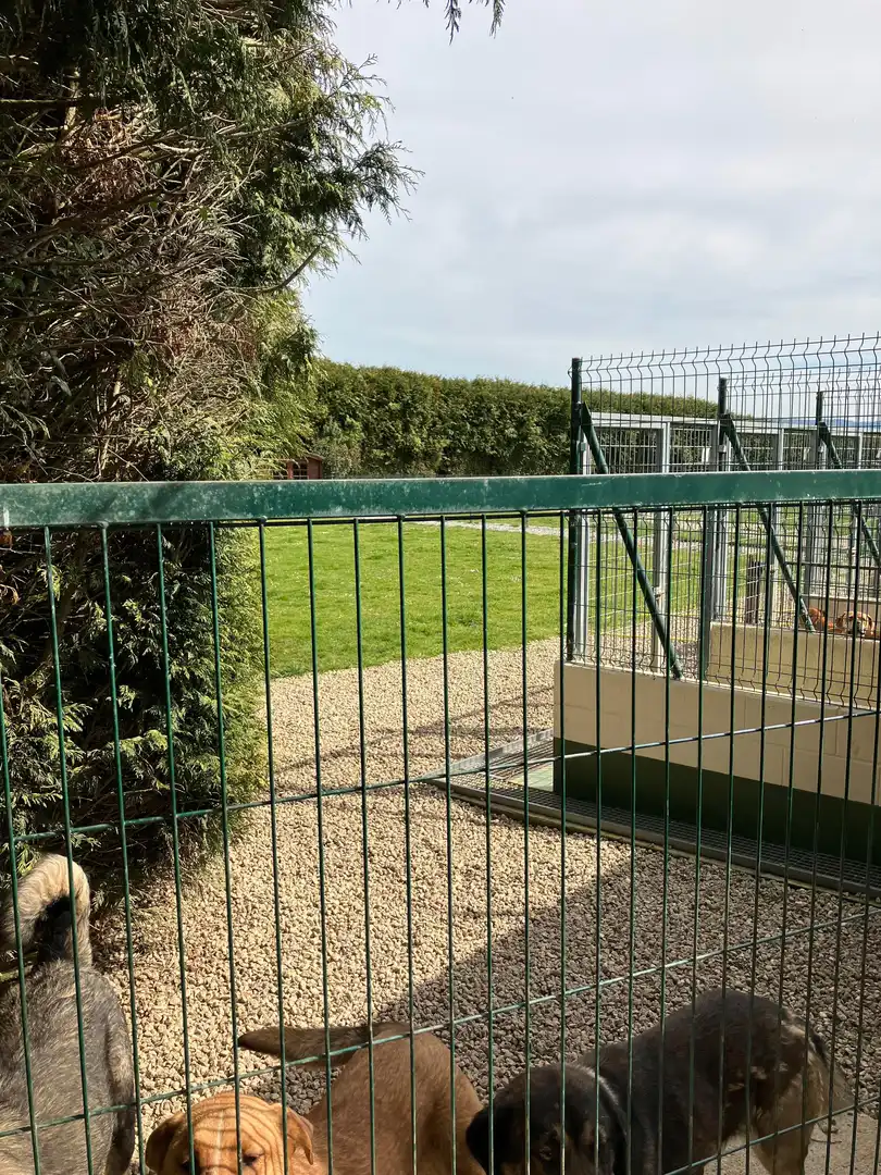 Garden of Houses for sale in Abegondo