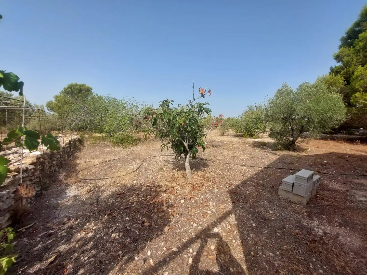 Finca rústica en venda en L'Ametlla de Mar  amb Terrassa i Moblat