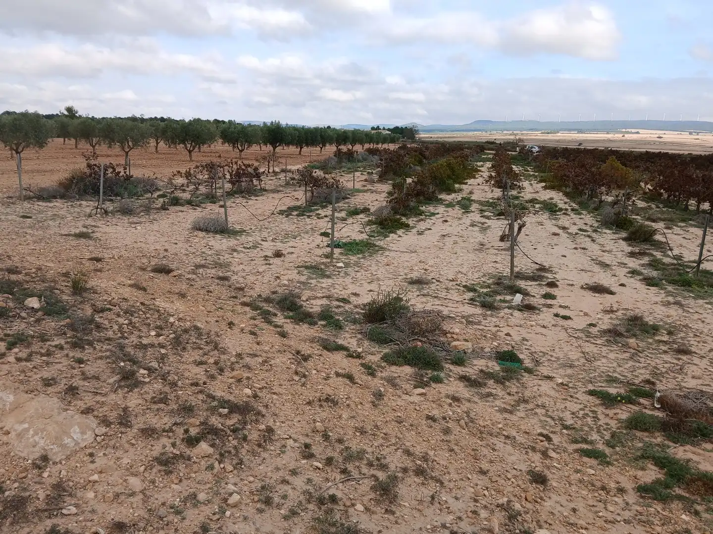 Residential land for sale in Yecla, imagen 12