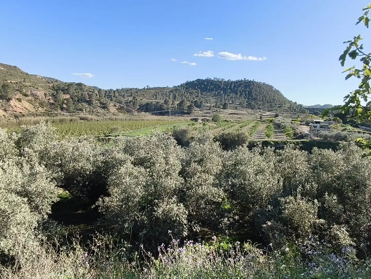Terreny rústic en venda a Cehegín, imagen 10
