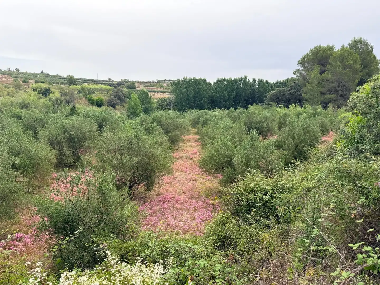 Terreno residenziale in vendita a Albaida, imagen 4