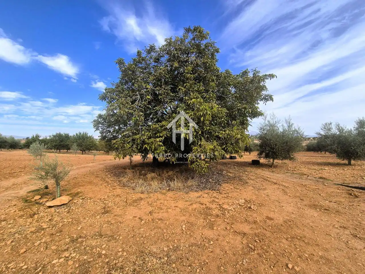 Rural land for sale in Moraleda de Zafayona, imagen 12