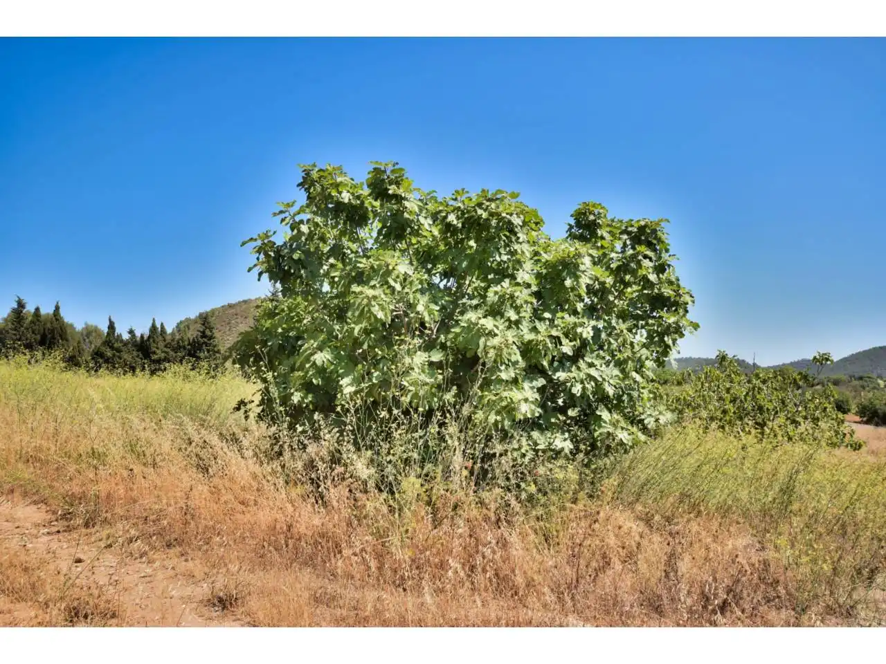 Finca rústica en venda en Son Servera amb Jardí privat i Terrassa
