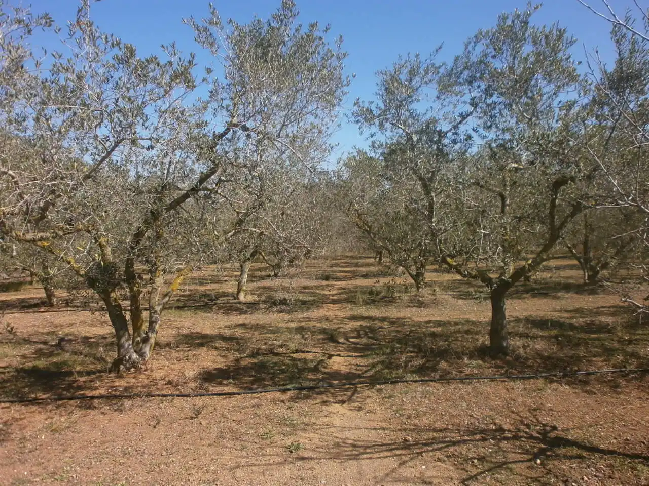 Rustikales Grundstück zum Verkauf in Llevant, imagen 16