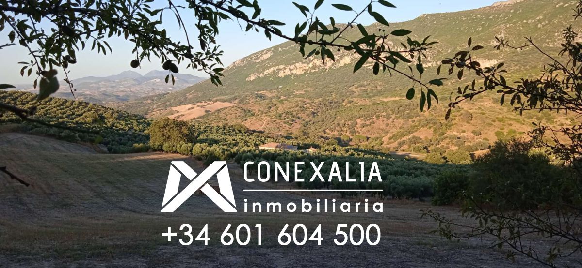 Finca rústica en venda en Algodonales amb Piscina