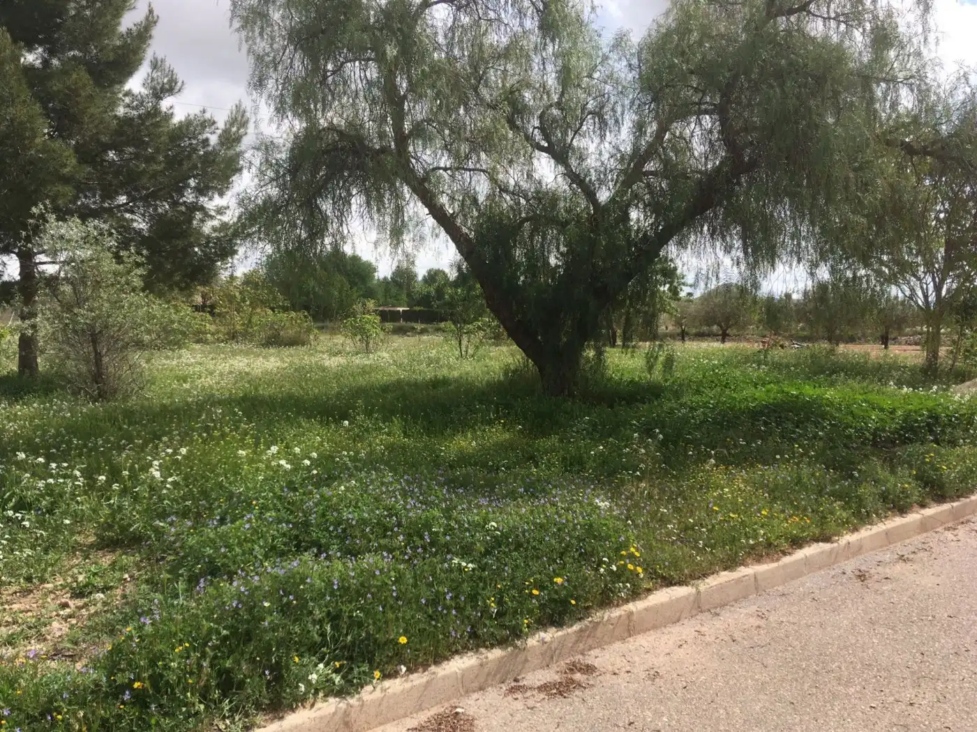 Terreny residencial en venda a Algueña, imagen 10