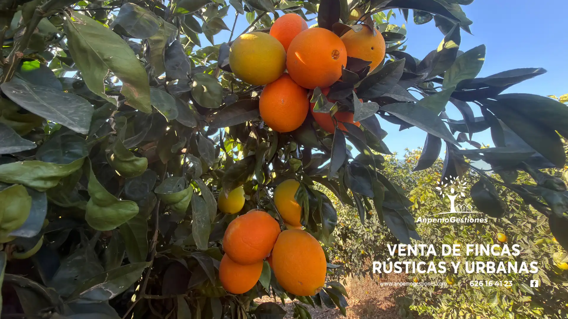Jardín de Terreno en venta en Peñaflor, Sevilla
