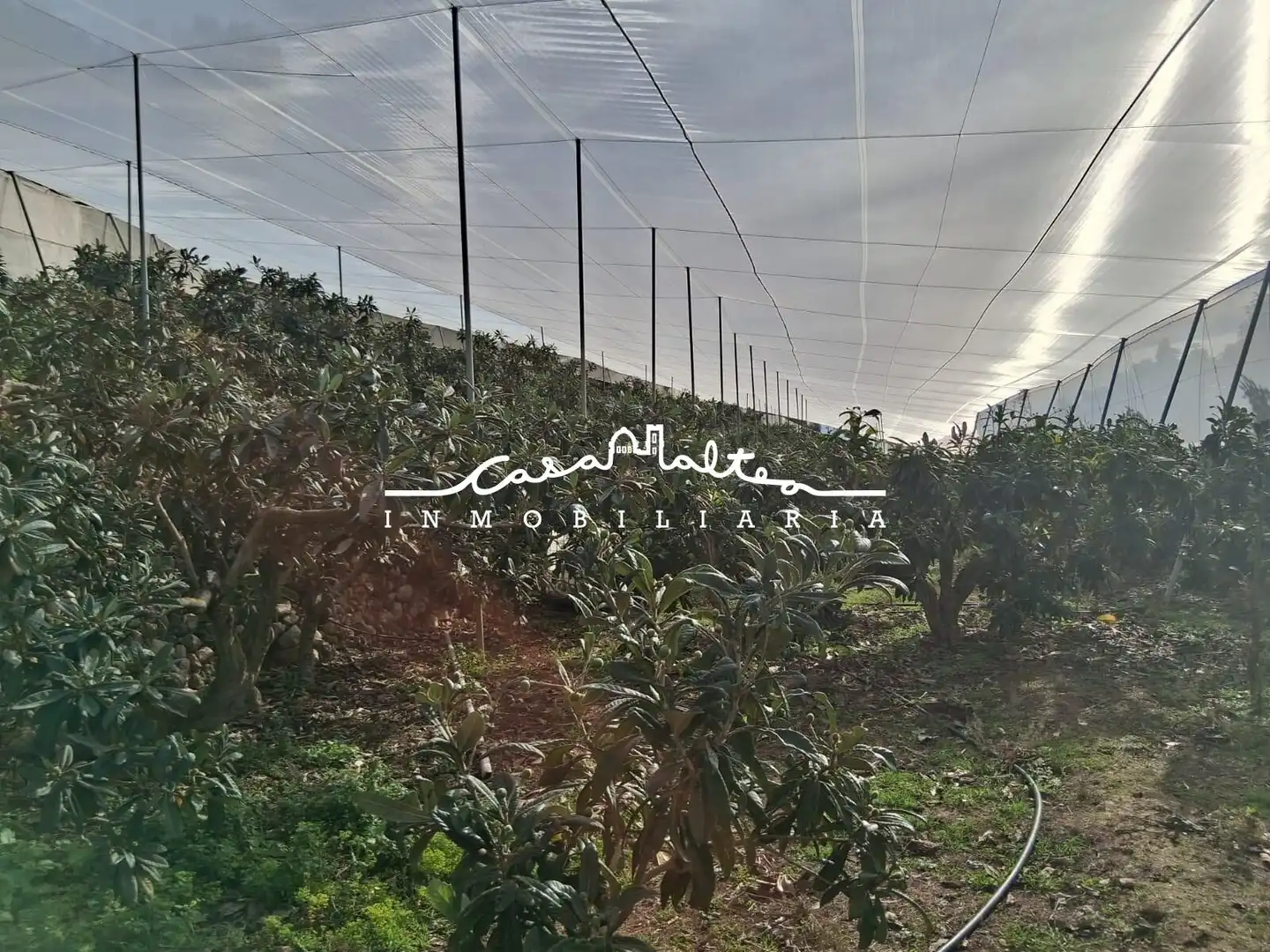 Houses for sale in Callosa d'en Sarrià