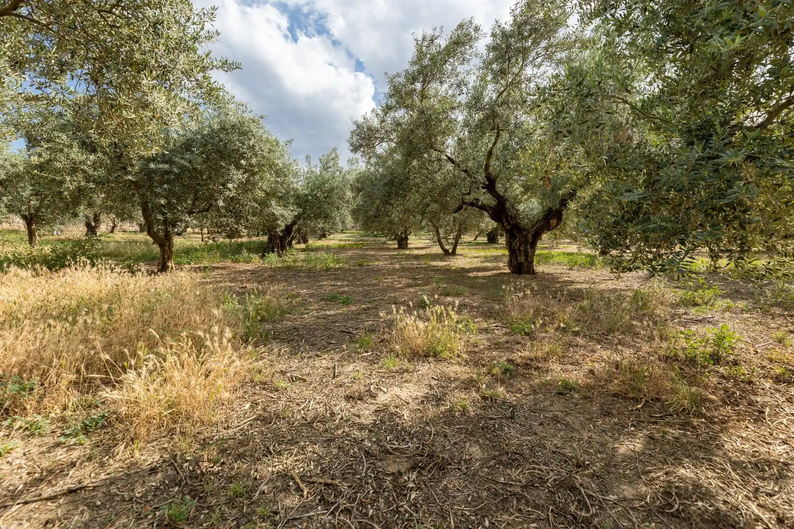 Terreno rustico in vendita a Calle POL 1, PARC 176, imagen 6