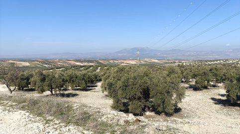 Finca de olivos a la venta en Chimeneas., immagine 3