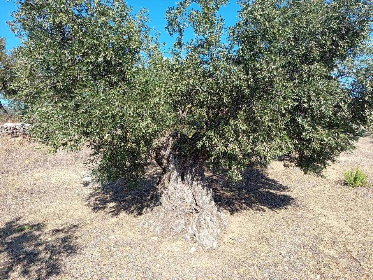 Terrenos y solares en venta en mas oliva, imagen 6